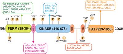 Signaling Proteins That Regulate Spermatogenesis Are the Emerging Target of Toxicant-Induced Male Reproductive Dysfunction